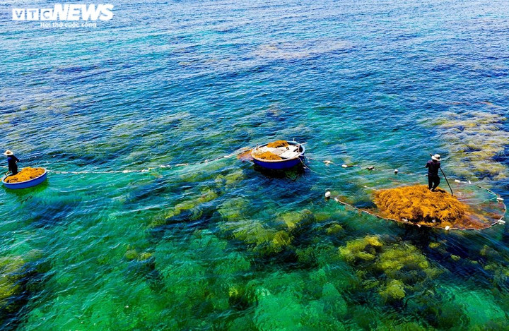 Ảnh: Lặn biển 'săn' rong mơ, bán đắt như tôm tươi - 3