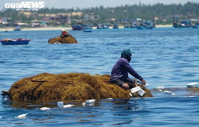 Ảnh: Lặn biển 'săn' rong mơ, bán đắt như tôm tươi - 5