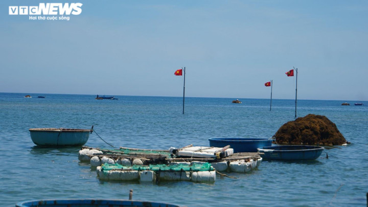 Ảnh: Lặn biển 'săn' rong mơ, bán đắt như tôm tươi - 9