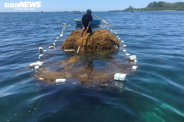 Ảnh: Lặn biển 'săn' rong mơ, bán đắt như tôm tươi - 8