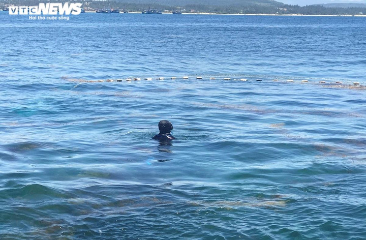 Ảnh: Lặn biển 'săn' rong mơ, bán đắt như tôm tươi - 2