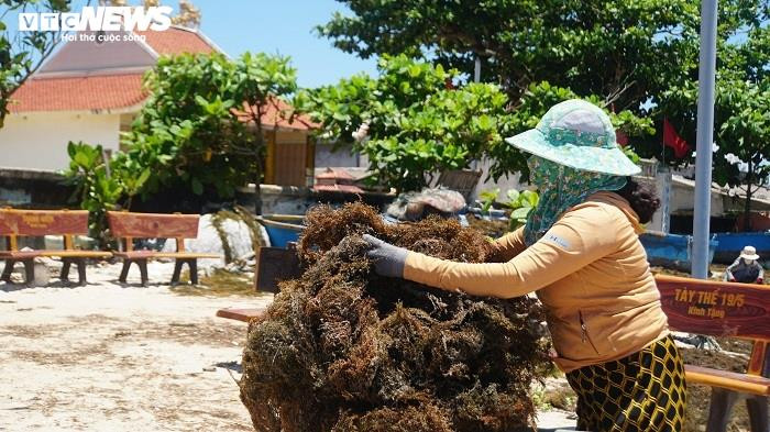 Ảnh: Lặn biển 'săn' rong mơ, bán đắt như tôm tươi - 7