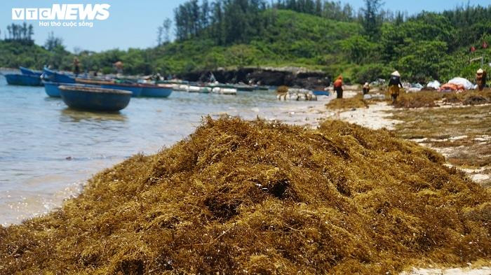 Ảnh: Lặn biển 'săn' rong mơ, bán đắt như tôm tươi - 6