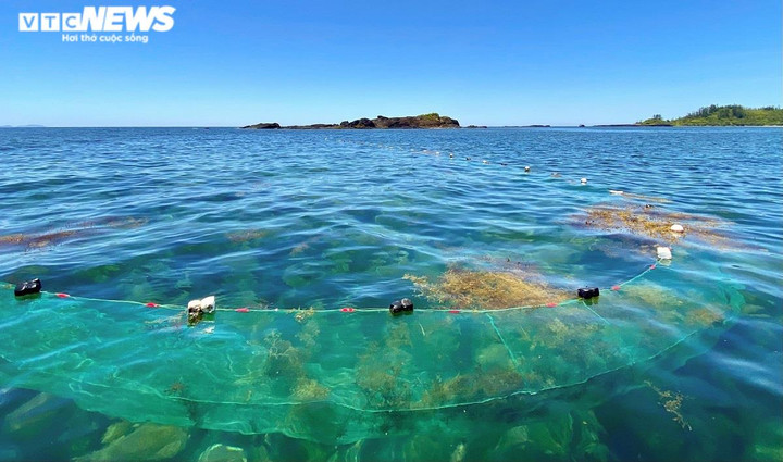 Ảnh: Lặn biển 'săn' rong mơ, bán đắt như tôm tươi - 4