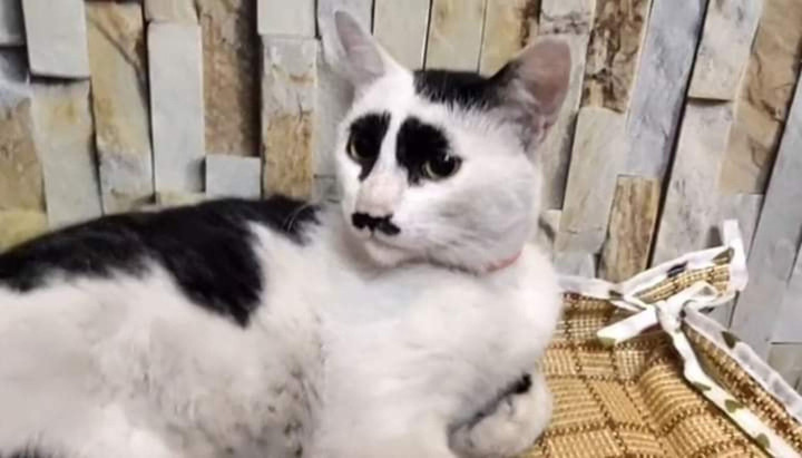 Những chú mèo nhìn thôi đã thấy mùi nguy hiểm, 'siêu đạo chích' cũng chào thua - 8