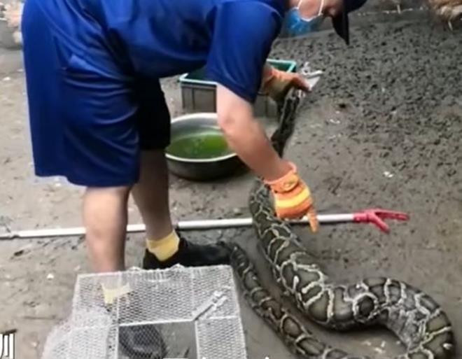 Mãng xà gặp họa vì quá tham ăn: Nuốt 9 con gà, lăn ra ngủ rồi bị bắt - 1