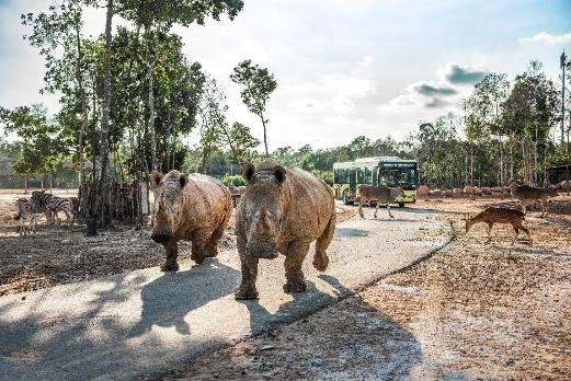 Hành trình đưa cặp đười ươi Sumatra đến Vinpearl Safari - 1