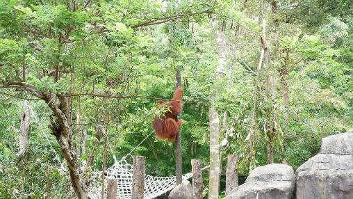 Hành trình đưa cặp đười ươi Sumatra đến Vinpearl Safari - 3