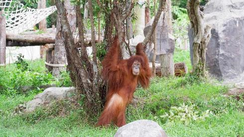 Hành trình đưa cặp đười ươi Sumatra đến Vinpearl Safari - 4