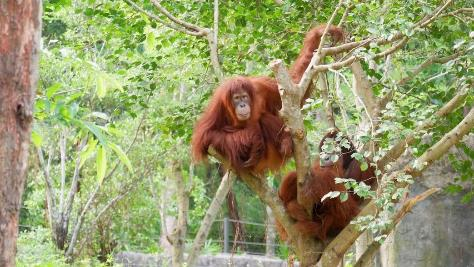 Hành trình đưa cặp đười ươi Sumatra đến Vinpearl Safari - 5