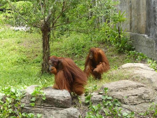 Hành trình đưa cặp đười ươi Sumatra đến Vinpearl Safari - 6