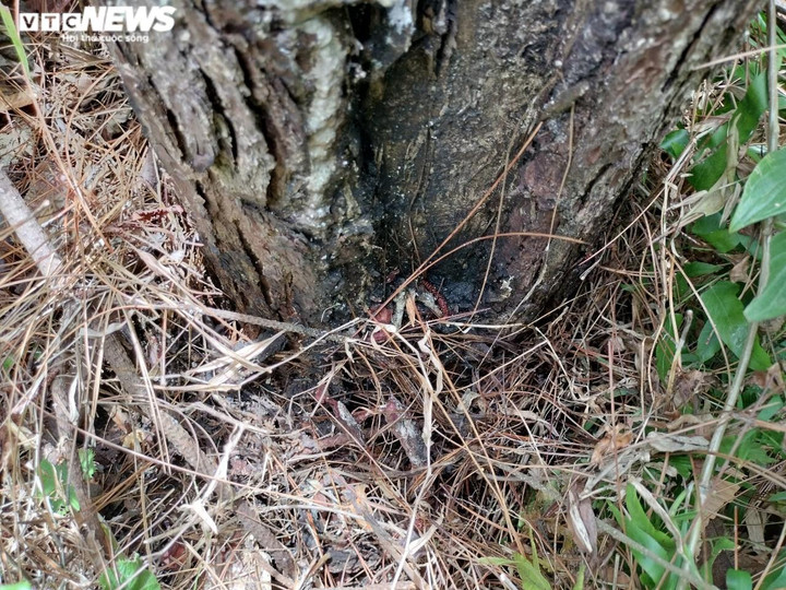 Cận cảnh hàng trăm cây thông ở Quảng Nam bị 'đầu độc' bằng hóa chất - 3