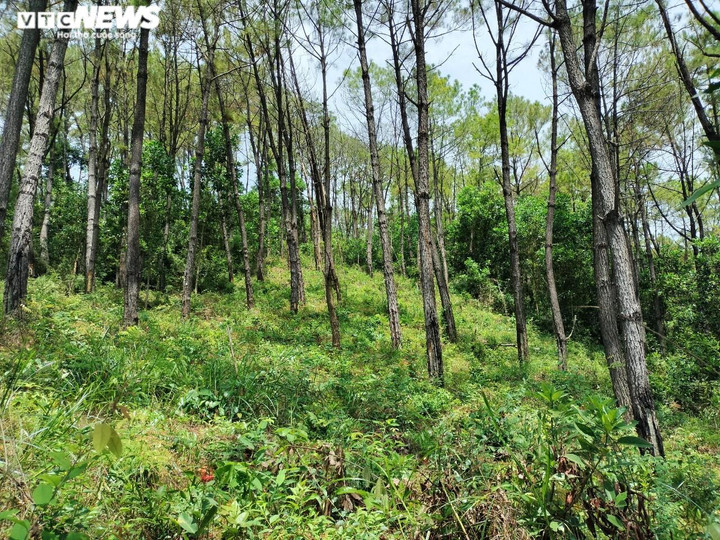 Cận cảnh hàng trăm cây thông ở Quảng Nam bị 'đầu độc' bằng hóa chất - 1