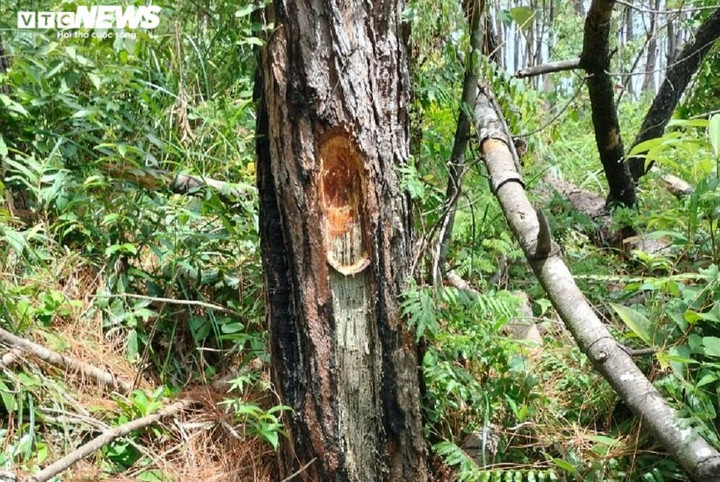 Cận cảnh hàng trăm cây thông ở Quảng Nam bị 'đầu độc' bằng hóa chất - 6