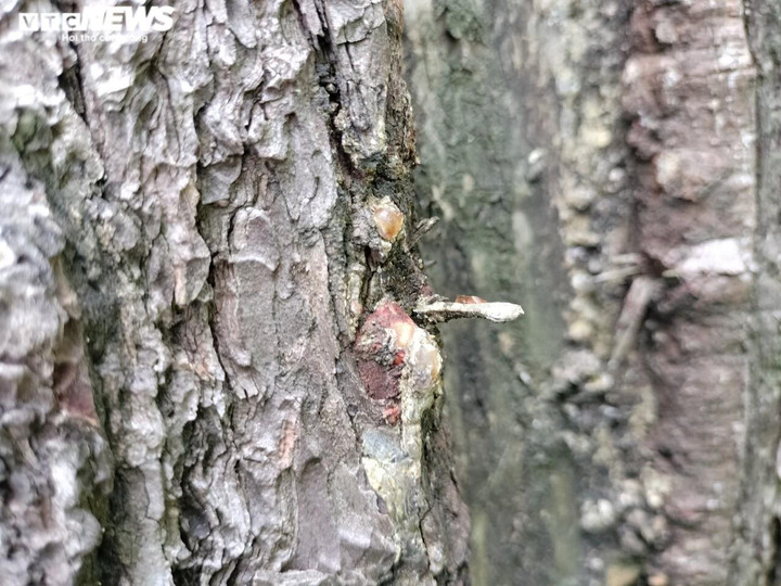 Cận cảnh hàng trăm cây thông ở Quảng Nam bị 'đầu độc' bằng hóa chất - 4