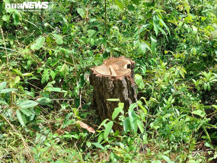 Cận cảnh hàng trăm cây thông ở Quảng Nam bị 'đầu độc' bằng hóa chất - 9