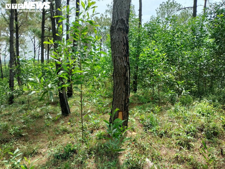 Cận cảnh hàng trăm cây thông ở Quảng Nam bị 'đầu độc' bằng hóa chất - 2