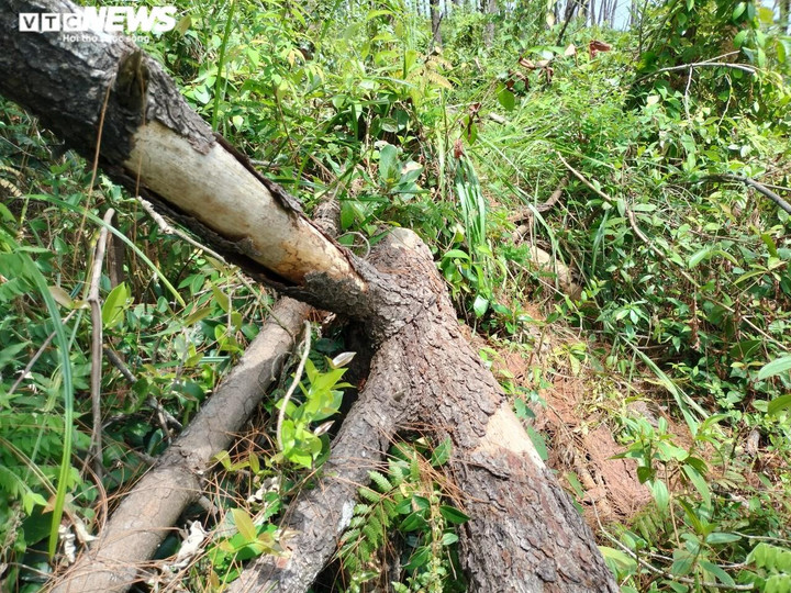 Cận cảnh hàng trăm cây thông ở Quảng Nam bị 'đầu độc' bằng hóa chất - 10