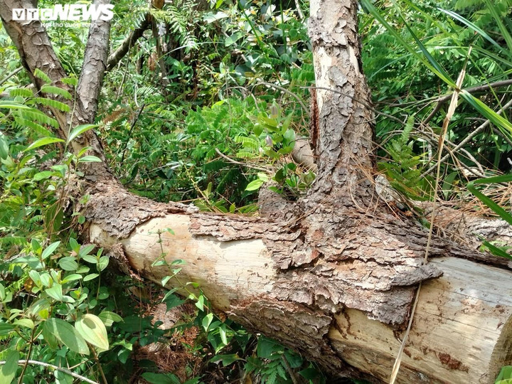 Cận cảnh hàng trăm cây thông ở Quảng Nam bị 'đầu độc' bằng hóa chất - 7