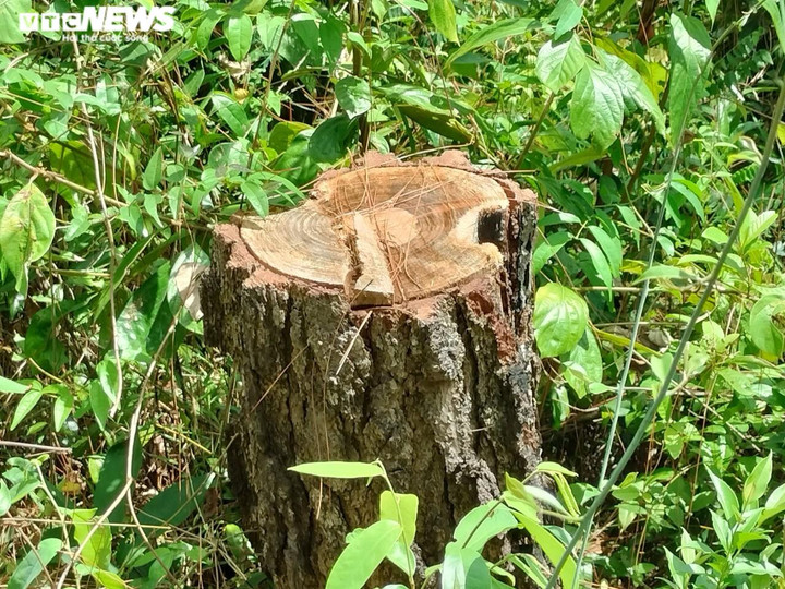 Cận cảnh hàng trăm cây thông ở Quảng Nam bị 'đầu độc' bằng hóa chất - 8