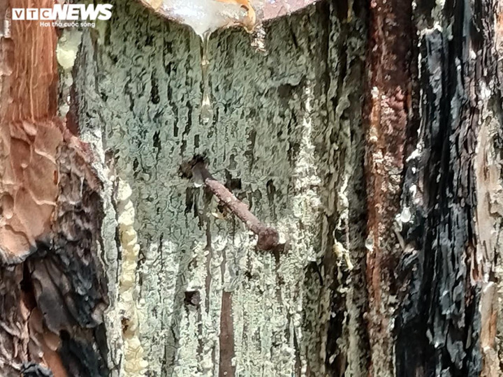 Cận cảnh hàng trăm cây thông ở Quảng Nam bị 'đầu độc' bằng hóa chất - 5