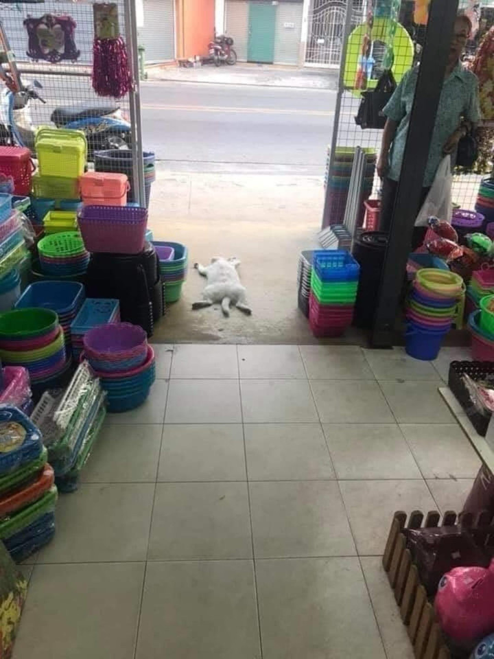 Khi 'boss' đích thân giúp 'sen' trông hàng quán và cái kết không nhịn được cười - 9