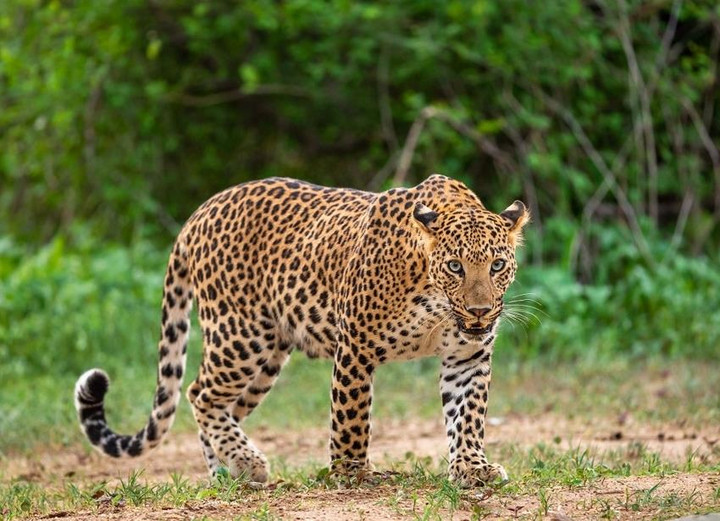 Báo hoang 'tử thần' liên tục vào làng săn trẻ con, 5 đứa trẻ thiệt mạng - 1