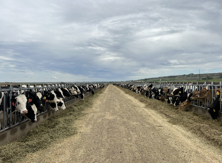 Vinamilk nhập 1.000 bò sữa HF từ Mỹ về tổ hợp trang trại Lào - 4