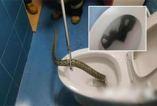 Tưởng người nhà quên xả nước bồn cầu, khiếp sợ khi phát hiện sự thật - 1