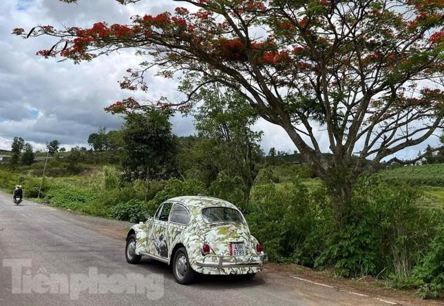 Xe cổ Volkswagen Beetle biển số sảnh tiến ở Đà Lạt - 4