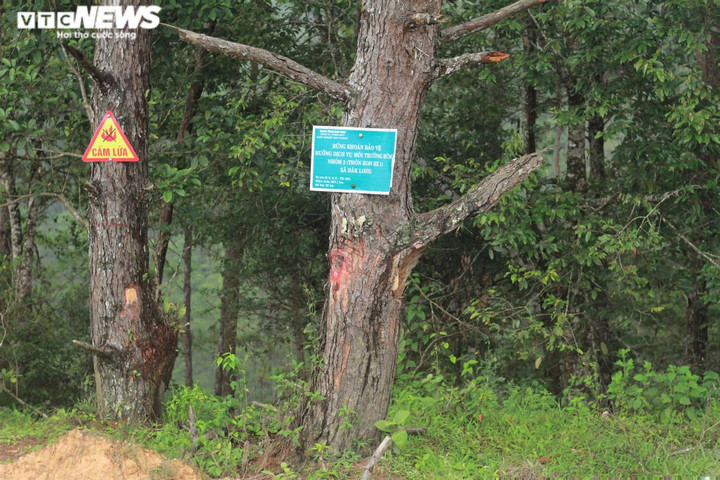 Ảnh: Hàng loạt cây rừng dọc dự án quốc lộ 24 chết khô - 10