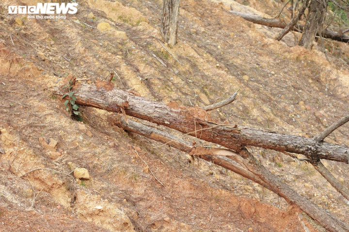 Ảnh: Hàng loạt cây rừng dọc dự án quốc lộ 24 chết khô - 8