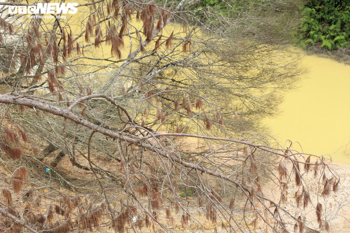 Ảnh: Hàng loạt cây rừng dọc dự án quốc lộ 24 chết khô - 11