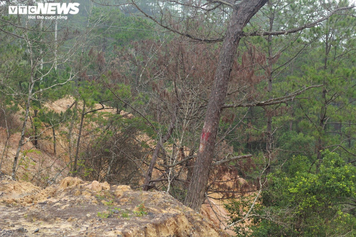 Ảnh: Hàng loạt cây rừng dọc dự án quốc lộ 24 chết khô - 12