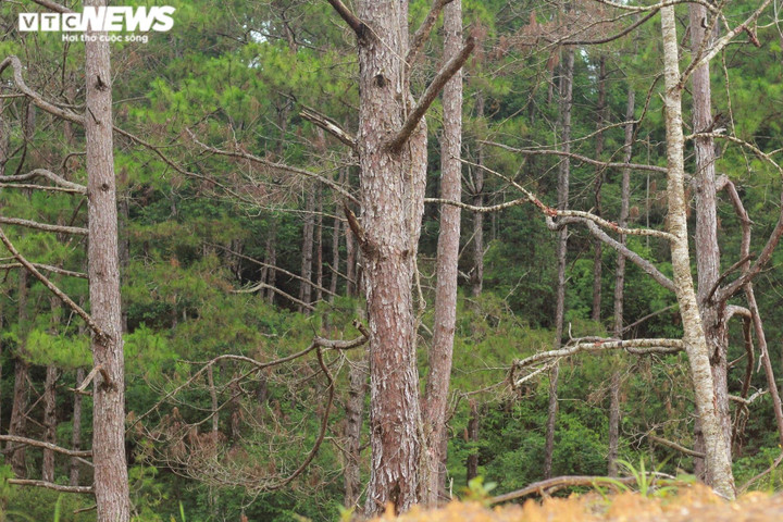 Ảnh: Hàng loạt cây rừng dọc dự án quốc lộ 24 chết khô - 5