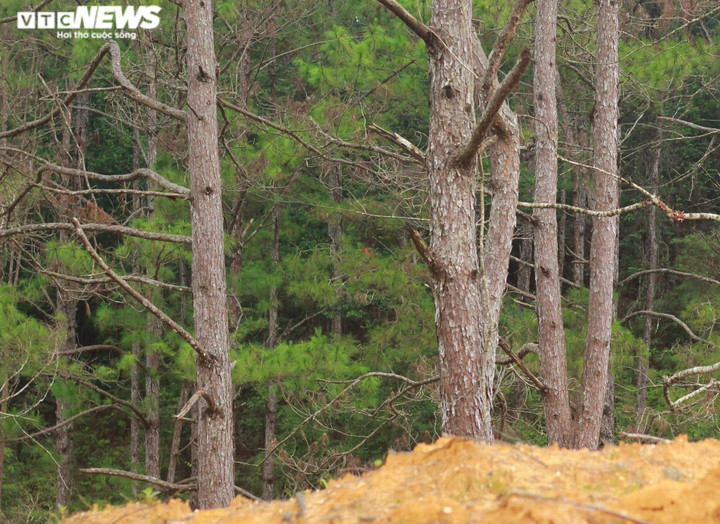 Ảnh: Hàng loạt cây rừng dọc dự án quốc lộ 24 chết khô - 3