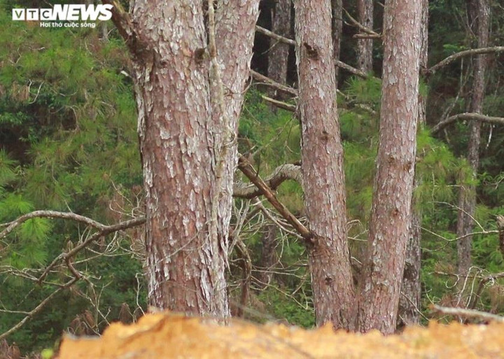 Ảnh: Hàng loạt cây rừng dọc dự án quốc lộ 24 chết khô - 9