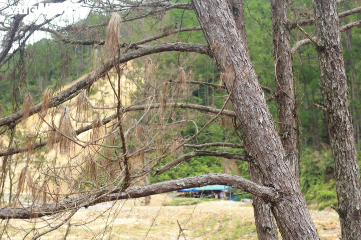 Ảnh: Hàng loạt cây rừng dọc dự án quốc lộ 24 chết khô - 4