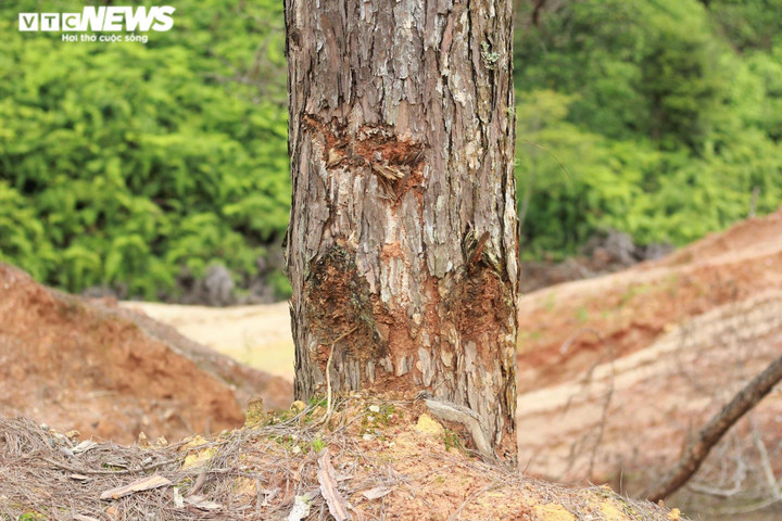 Ảnh: Hàng loạt cây rừng dọc dự án quốc lộ 24 chết khô - 7