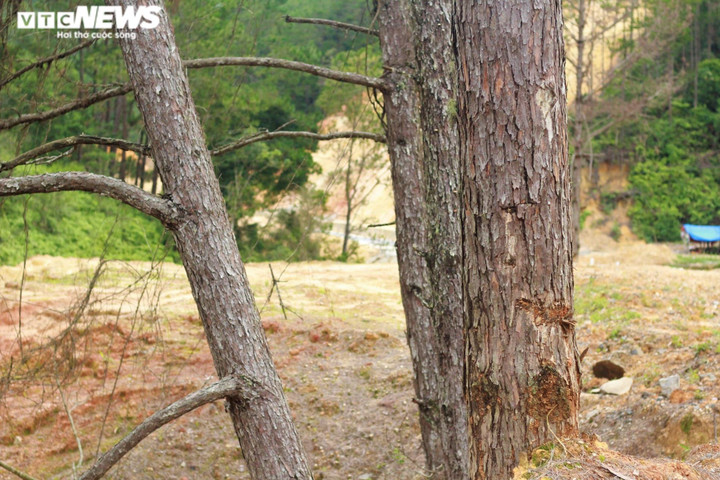 Ảnh: Hàng loạt cây rừng dọc dự án quốc lộ 24 chết khô - 6