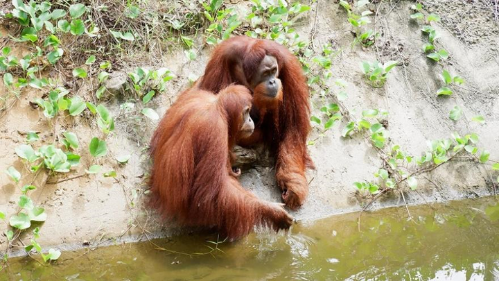 Gặp gỡ 'người hùng thầm lặng' tại Vinpearl Safari Phú Quốc - 1