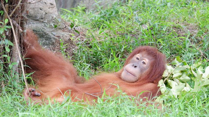 Gặp gỡ 'người hùng thầm lặng' tại Vinpearl Safari Phú Quốc - 2