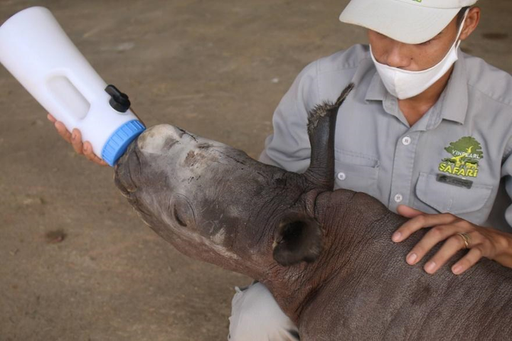 Gặp gỡ 'người hùng thầm lặng' tại Vinpearl Safari Phú Quốc - 6