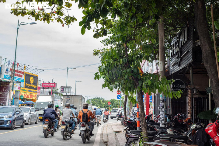 Không hỏng cũng 'núp' lùm cây, nhiều biển báo ở TP.HCM đánh đố người đi đường - 1