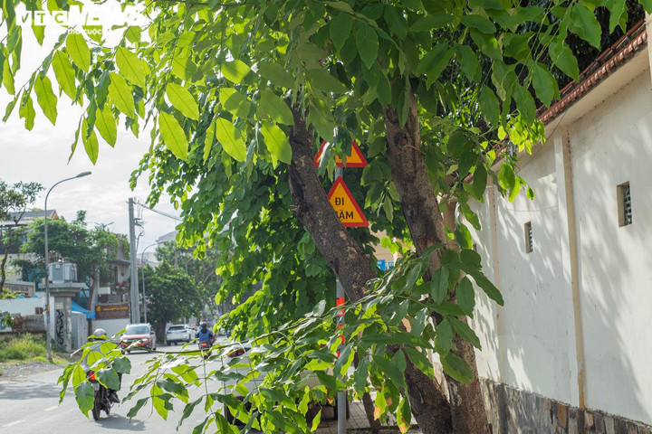 Không hỏng cũng 'núp' lùm cây, nhiều biển báo ở TP.HCM đánh đố người đi đường - 2