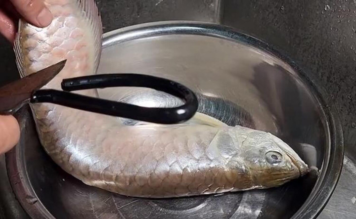 Nghe dân mạng, chủ cá có màn xử lý cá rồng bị chết vừa 'bi thương' vừa hài hước - 1