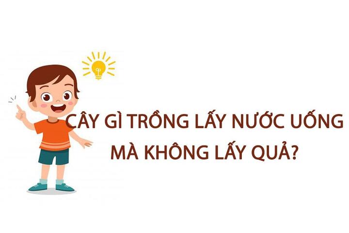 Cây gì trồng lấy nước uống mà không lấy quả? - 1