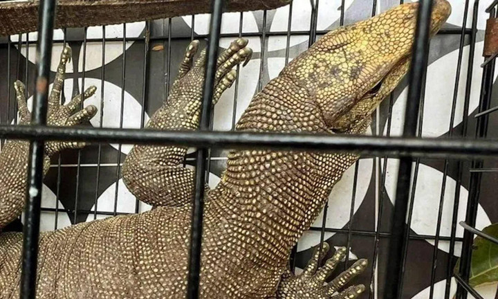 Nhóm thanh niên vây bắt kỳ đà vân nặng 5kg quý hiếm ở ven kinh thành Huế - 1