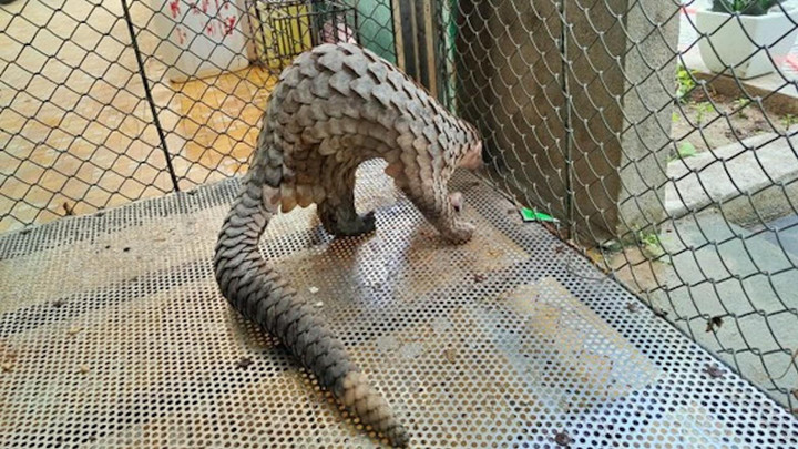 Phát hiện Tê tê Java quý hiếm nặng 3,8kg ở ven đường Thừa Thiên - Huế - 1