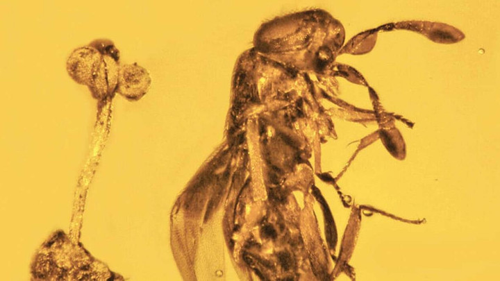 Kỳ lạ miếng hổ phách có bông hoa và con ong bắp cày 30 triệu năm còn nguyên vẹn - 1